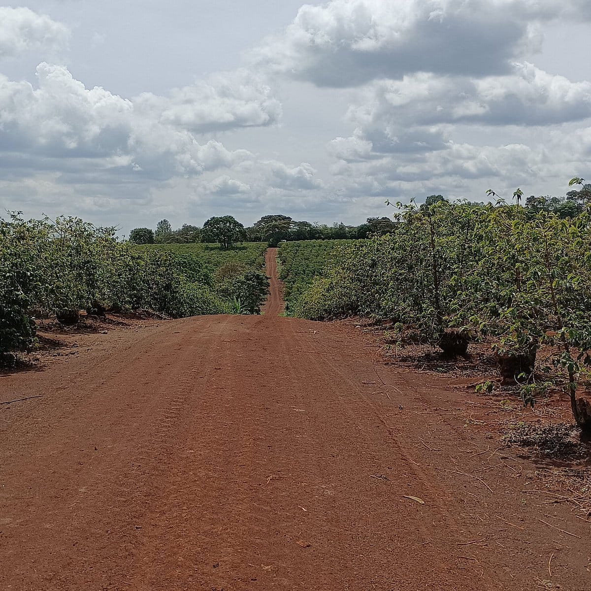 2000 Acres Coffee Estate on Sale in Kiambu